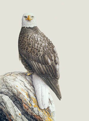 "The Bald Eagle of Alaska, BC and Washington" print