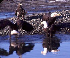 Four eagles on Chilkat River