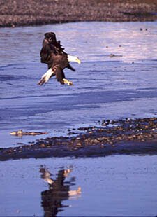 Eagle landing on Chilkat River in the preserve