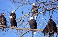 Six eagles share a tree in the preserve